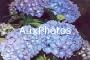 hortensia fleurs_th.jpg 2.5K